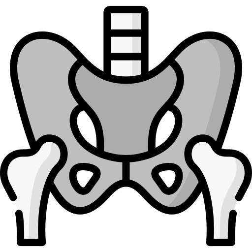 Pelvis skeleton anatomy pelvis icon