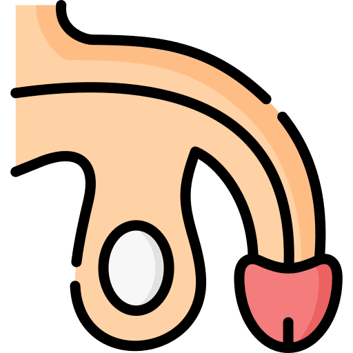 Penis reproductive system urology male body icon Penis reproductive system urology male body icon