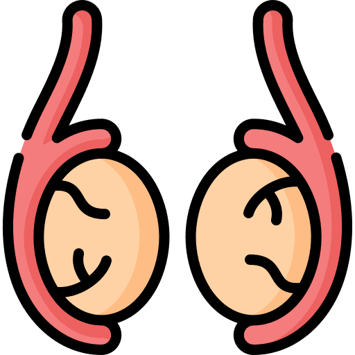 Testicle body organ reproduction anatomy icon Testicle body organ reproduction anatomy icon