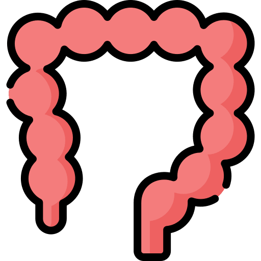 Colon anatomy gastroenterology large intestine icon Colon anatomy gastroenterology large intestine icon
