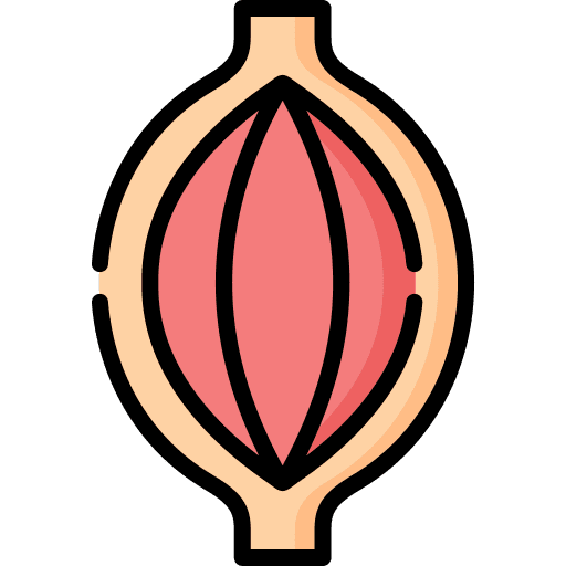 Muscle body part anatomy muscle icon Muscle body part anatomy muscle icon