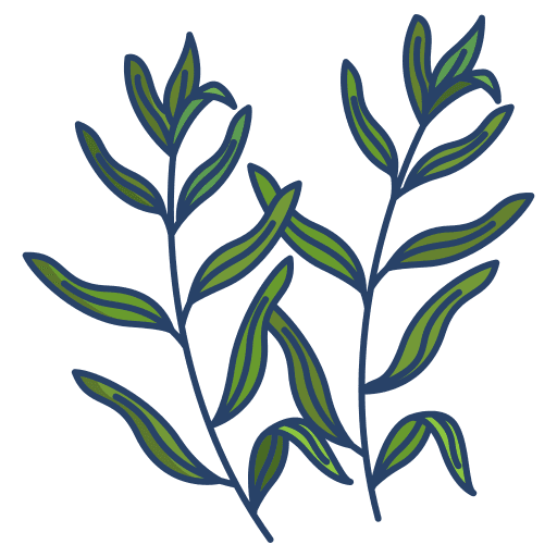 Tarragon herb nature tarragon icon Tarragon herb nature tarragon icon