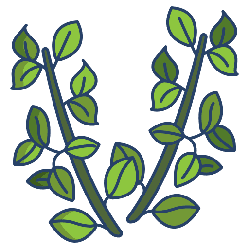 Thyme plant spice nature icon