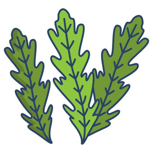 Arugula arugula vegan healthy food icon Arugula arugula vegan healthy food icon