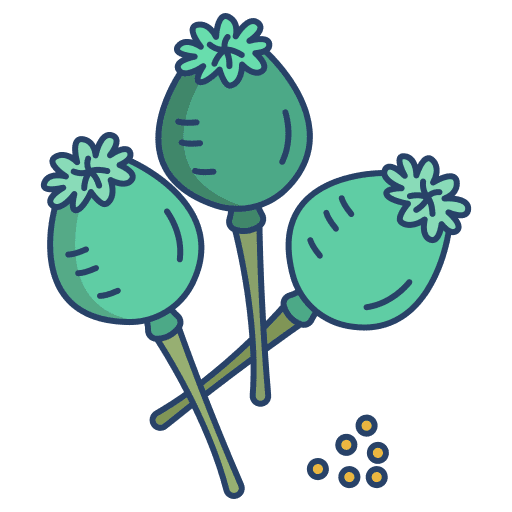 Poppy poppy botanical nature icon Poppy poppy botanical nature icon