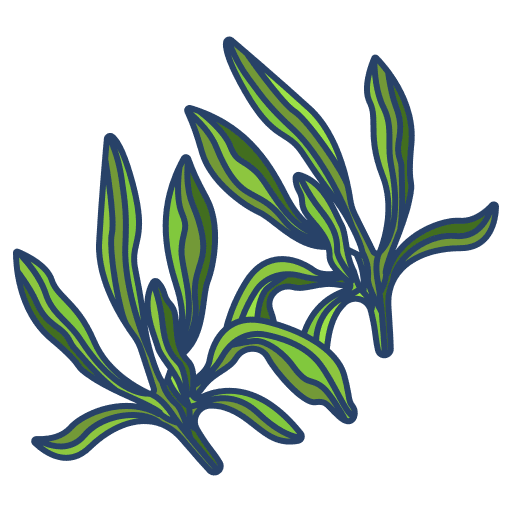 Savory plant botanic spice icon Savory plant botanic spice icon