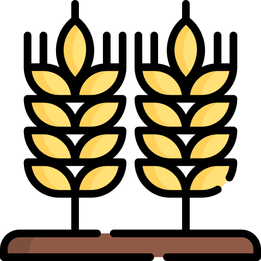 Wheat cereal grain farming and gardening icon Wheat cereal grain farming and gardening icon
