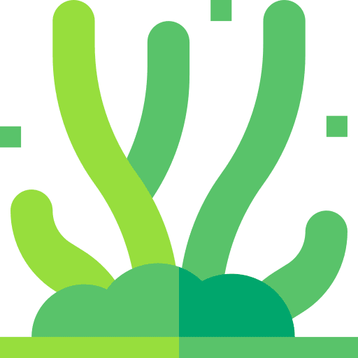 Seaweed aquatic seaweed algae icon Seaweed aquatic seaweed algae icon