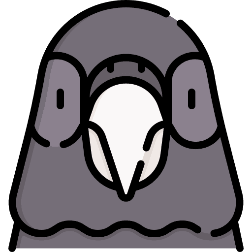 Pigeon bird ornithology pigeon icon Pigeon bird ornithology pigeon icon