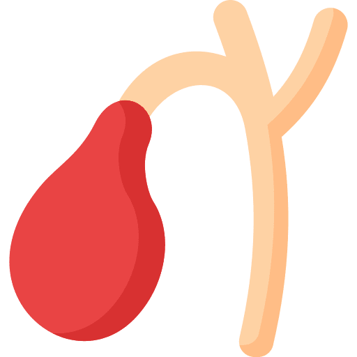 Gallbladder human body digestive system healthcare and medical icon Gallbladder human body digestive system healthcare and medical icon