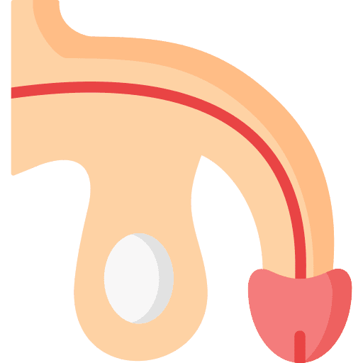 Penis human body penis urology icon Penis human body penis urology icon