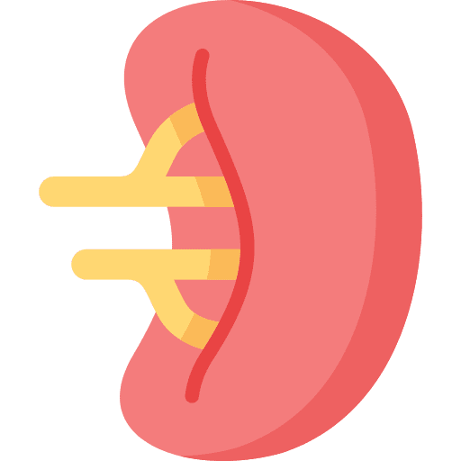 Spleen human body body part body organ icon Spleen human body body part body organ icon