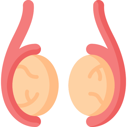 Testicle reproduction anatomy healthcare and medical icon Testicle reproduction anatomy healthcare and medical icon