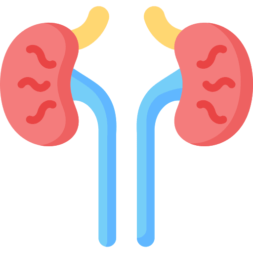 Kidney body organ human body healthcare and medical icon Kidney body organ human body healthcare and medical icon