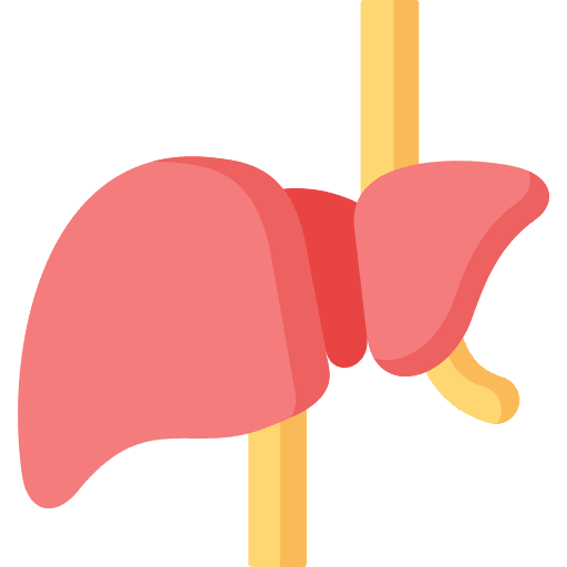 Liver anatomy transplant body organ icon Liver anatomy transplant body organ icon