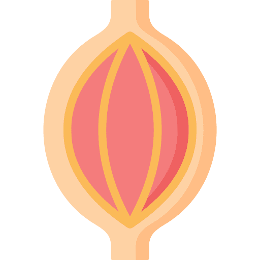 Muscle anatomy tissue muscular icon Muscle anatomy tissue muscular icon