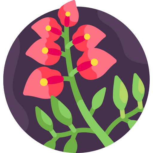 Erythrina flower nature culture icon Erythrina flower nature culture icon
