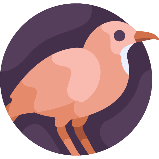 Rufous hornero wings rufous hornero nature icon Rufous hornero wings rufous hornero nature icon