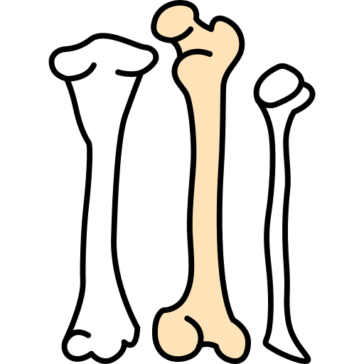 Anatomy education bone healthcare and medical icon