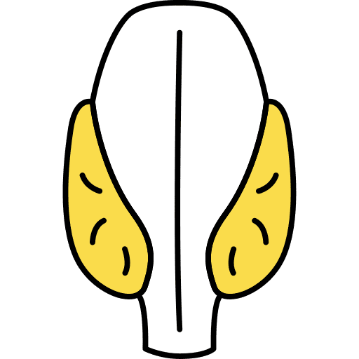 Human organ gland body part anatomy icon Human organ gland body part anatomy icon