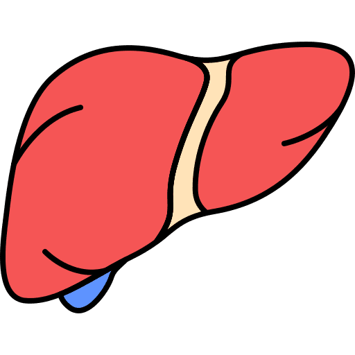 Human organ liver human body body part icon Human organ liver human body body part icon