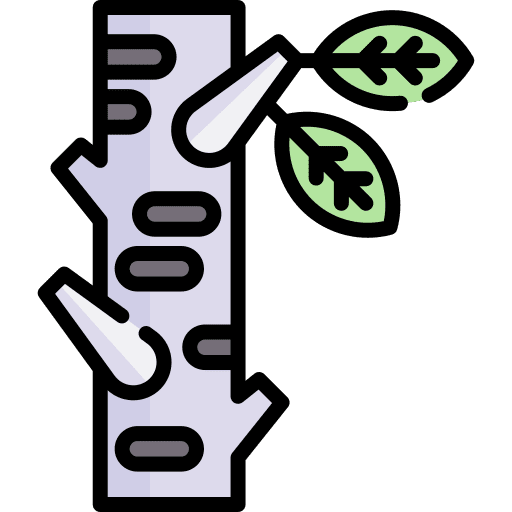 Birch firewood tree wood icon
