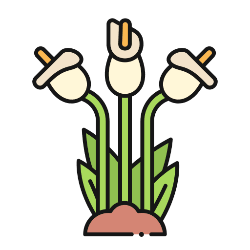 Lily arum lily bloom botanic icon Lily arum lily bloom botanic icon