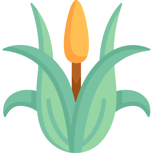 Corn farming and gardening agriculture plant icon Corn farming and gardening agriculture plant icon