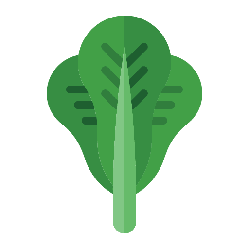 Lettuce vegetarian food and restaurant vegetable icon Lettuce vegetarian food and restaurant vegetable icon
