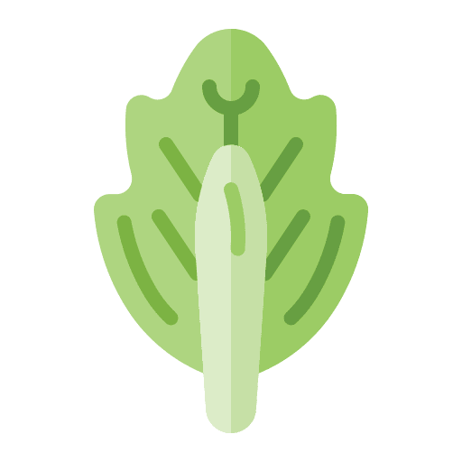 Cabbage healthy food gastronomy cabbage icon Cabbage healthy food gastronomy cabbage icon