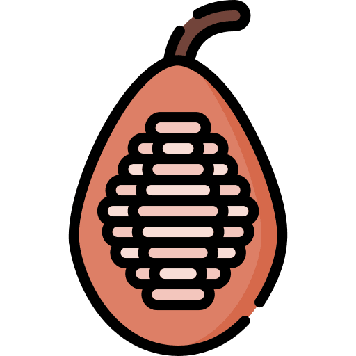 Cocoa healthy food bean cocoa icon Cocoa healthy food bean cocoa icon