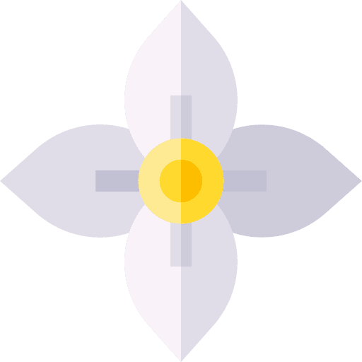 Jasmine flower jasmine nature icon