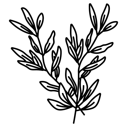 Rosemary organic aromatic nature icon