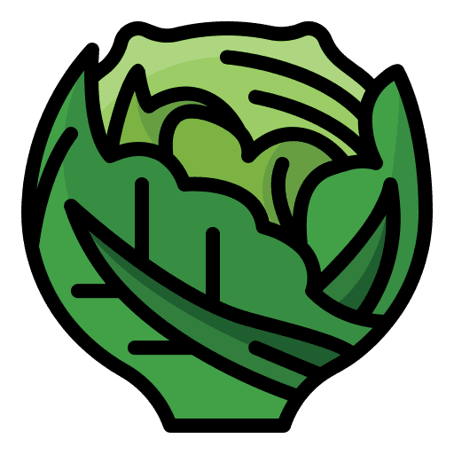 Cabbage vegetarian diet vegan icon Cabbage vegetarian diet vegan icon