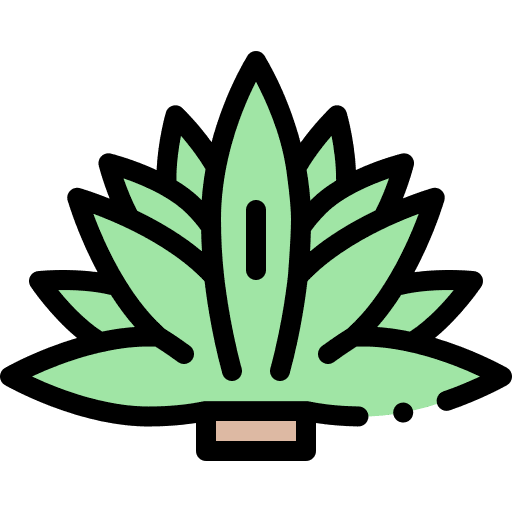 Agave botanical plant agave icon Agave botanical plant agave icon