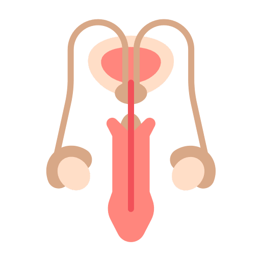 Reproductive system masculine organs male urology icon