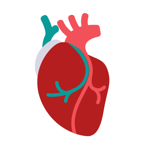 Heart healthcare and medical anatomy organ icon