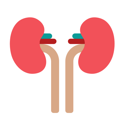 Kidneys anatomy human body nephrologist icon Kidneys anatomy human body nephrologist icon