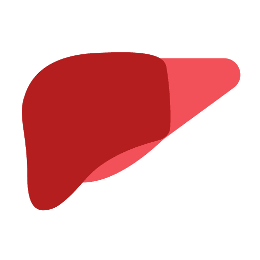 Liver anatomy liver human organ icon Liver anatomy liver human organ icon