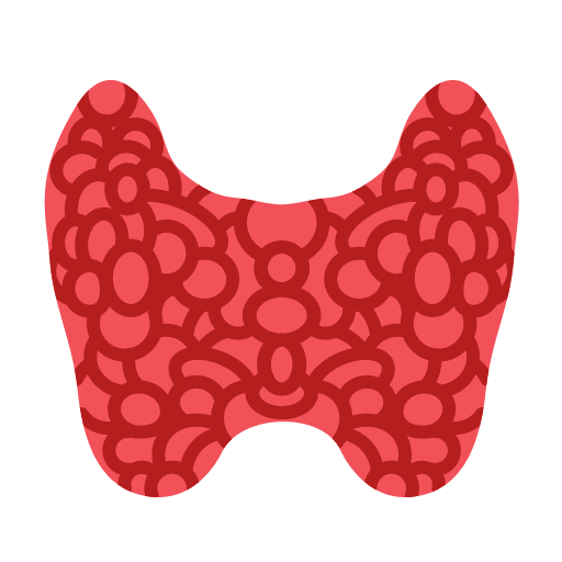 Thyroid gland anatomy medical endocrine icon Thyroid gland anatomy medical endocrine icon