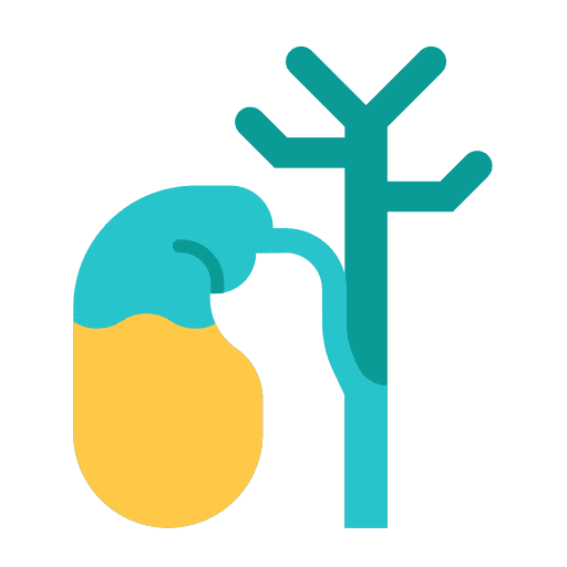 Gallbladder anatomy digestive system healthcare and medical icon Gallbladder anatomy digestive system healthcare and medical icon