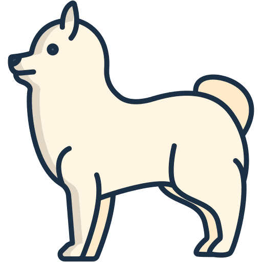 Pomeranian mammal breed zoology icon