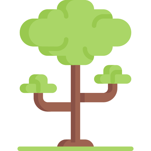 Tree baobab botanical jungle icon