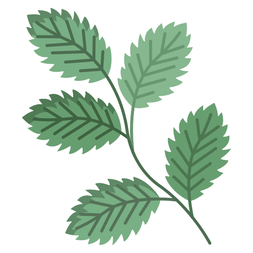Mint vegetarian mint plant icon