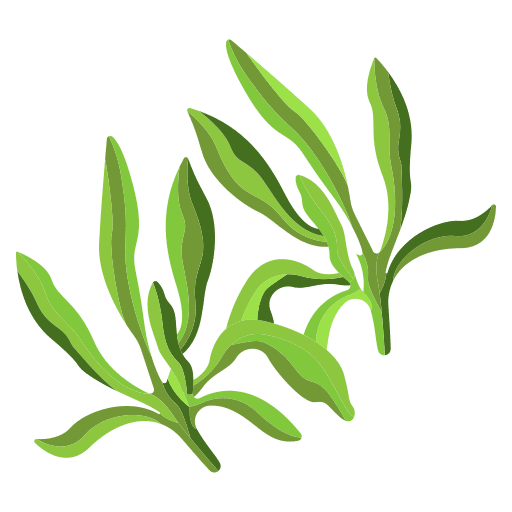 Savory spice plant cooking icon Savory spice plant cooking icon