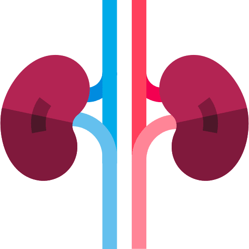 Kidneys nephrologist kidneys anatomy icon Kidneys nephrologist kidneys anatomy icon