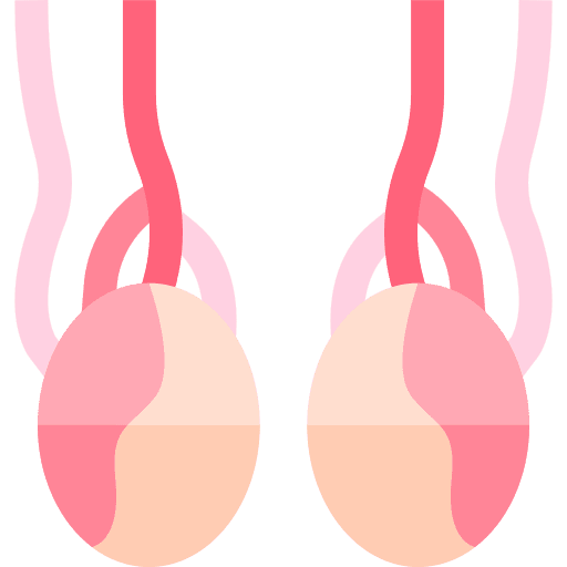 Testicles healthcare and medical body organ anatomy icon Testicles healthcare and medical body organ anatomy icon