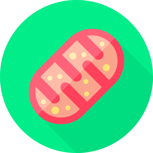 Mitochondria mtdna genome healthcare and medical icon Mitochondria mtdna genome healthcare and medical icon