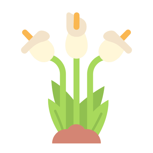 Lily bloom arum lily flower icon Lily bloom arum lily flower icon
