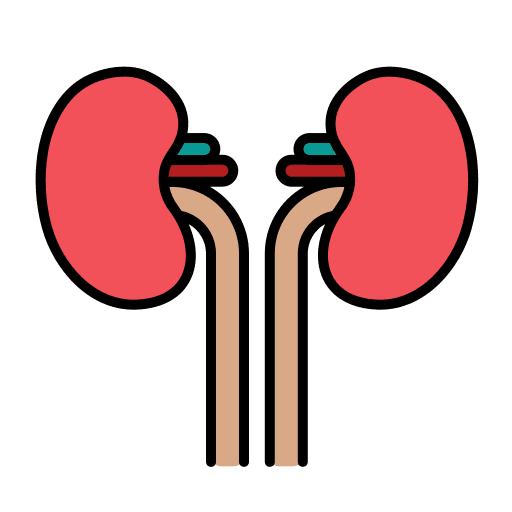 Kidneys nephrologist body part human body icon Kidneys nephrologist body part human body icon